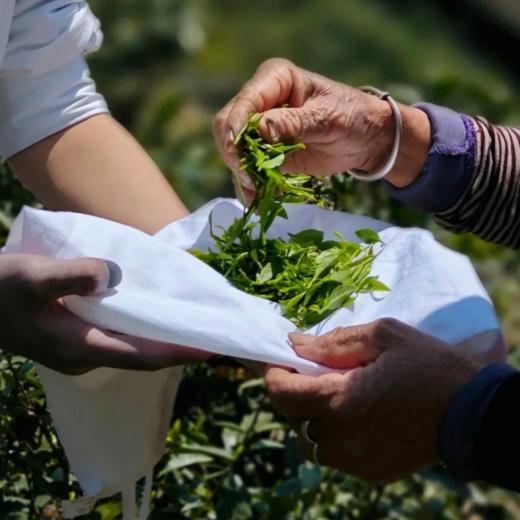 明前龙井绿茶（2026年新茶） 商品图1