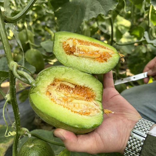 【预计6号左右采摘】三代羊角蜜丨 只采头茬果， 瓜味正，酥脆可口。不催熟，不膨大，熟度高，就是个头小，轻微干疤蹭伤不影响食用，介意慎拍！⭐️京东快递 商品图3