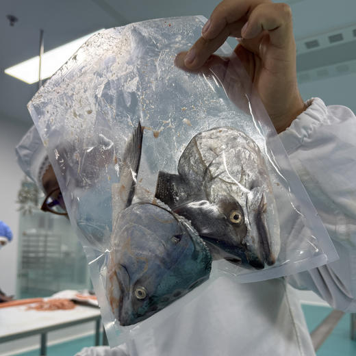 【预售4.11跟鱼肉一个包裹发出】新西兰帝王鲑边料【不单独发货，需要跟帝王鲑鱼肉一起发】丨三文鱼的天花板--帝王鲑，边料性价比是真的高！每周五发货，数量不多！⭐️顺丰快递 商品图9