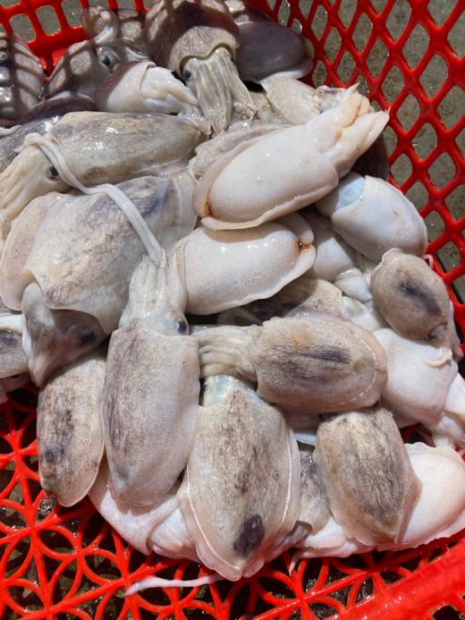 xm{必抢！}好新鲜的墨鱼仔！月销量超高~个头小巧、肉质嫩到像在嘴里跳舞，实打实的新鲜货，顺丰冷链活冻到家 老人小孩都爱吃~ 商品图0