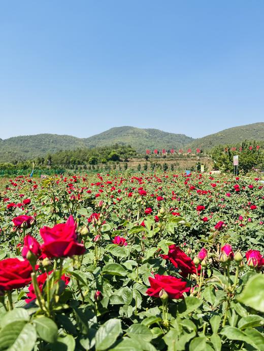 云南有机玫瑰花酱 商品图4