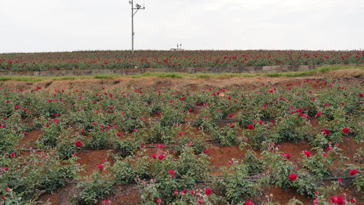 云南有机冻干墨红玫瑰花茶 高原头茬大朵 -40℃锁鲜 疏肝解郁 养生花茶50g 商品图4