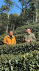 【明前西湖龙井茶】【26年头茬】 采自龙井茶核心产区——狮峰山 市价每斤在4000元以上 一标一码可验真伪 商品缩略图4