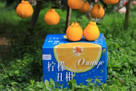 【蒲江柠檬丑柑不知火】柠檬的香，柑橘的甜，独特的脆爽口感，都在这一口生态柑橘里了 商品图10