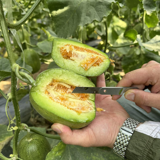 【预计6号左右采摘】三代羊角蜜丨 只采头茬果， 瓜味正，酥脆可口。不催熟，不膨大，熟度高，就是个头小，轻微干疤蹭伤不影响食用，介意慎拍！⭐️京东快递 商品图4