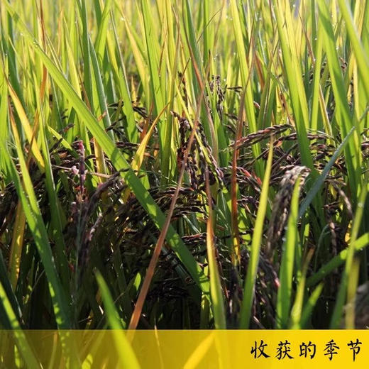 紫香贡米血糯米黑米红米湖南特产新化紫鹊界紫米新米糙米饭紫糯米 商品图2