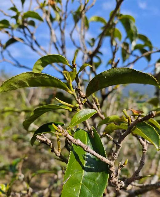 3月25日中午12点【荒野紫芽苞】2026年临沧大雪山头春只采头三天；邀君共品第一口“鲜”每份150g 商品图7