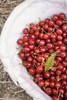 【攀枝花·玛瑙红小樱桃】果子硬度好、颜色深红、口感香甜、果味浓郁-CC 商品缩略图9