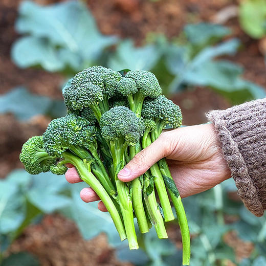 『福建甜杆芦笋西蓝薹』长杆西兰花，清新甜嫩，鲜脆爽口，顶冠和茎秆都可以食用 商品图6