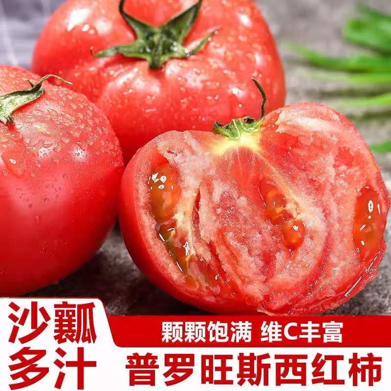 【陕西普罗旺斯西红柿】果肉绵密起沙，一咬就爆汁，不硬不柴、现摘现发