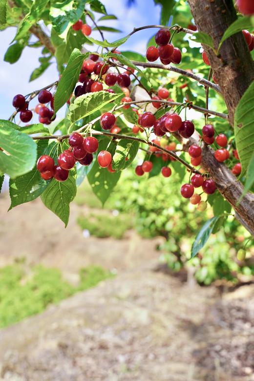 【攀枝花·玛瑙红小樱桃】果子硬度好、颜色深红、口感香甜、果味浓郁-CC 商品图4