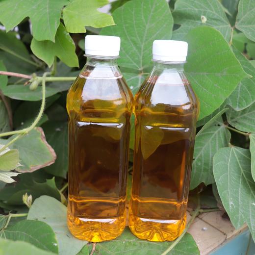 农家纯正压榨茶油500ml山茶油瓶装食用油家用健康茶油正宗茶油 商品图3