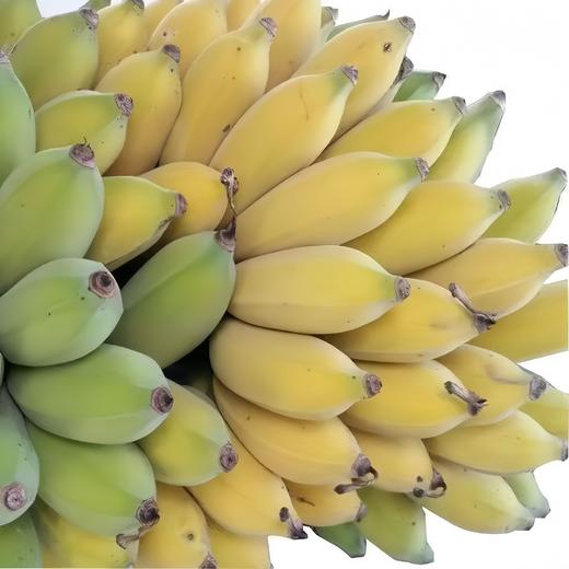 有机丑芭蕉（粉蕉） 4.8斤 商品图5