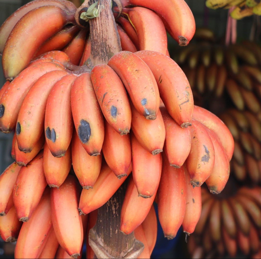 3斤家庭装【蜜麒麟娇蕉-美人蕉】软糯香甜  香蕉 果肉Q弹，还自带一股淡淡的兰花香味