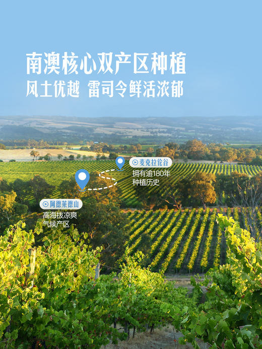 MM 山姆 d‘Arenberg澳大利亚进口 黛伦堡甘泉雷司令白葡萄酒 750ml 商品图3