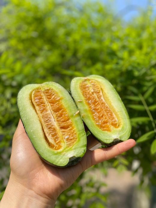 【博洋9号羊角蜜】 蜜瓜界的劳斯莱斯  甜脆多汁   汁水丰盈  香气满棚  酥脆  无渣  可食率99% 无农药种植 新鲜采摘  果园直发 商品图8