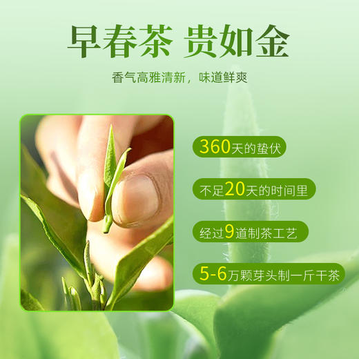 【2026年新茶预售】茶马世家丨信阳毛尖 河南名优绿茶 特级 春色满园 礼盒装 200g，新茶预计4月10日发货 商品图4