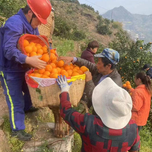 鲜榨当季！秭归伦晚春橙，一口爆汁的“橙中皇后” 商品图4