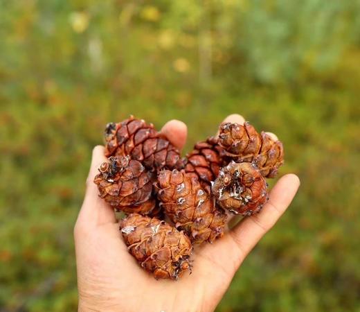 偃松仁·大兴安岭的山野味道·春阳森林农场 商品图3