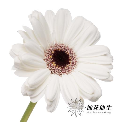 非洲菊 | 史努比 商品图3