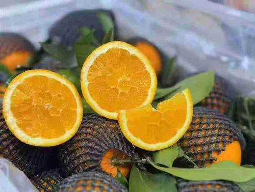 伦晚橙（毛重9斤） 商品图2