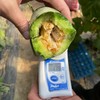 自营（农产品）-博洋72甜瓜 商品缩略图7