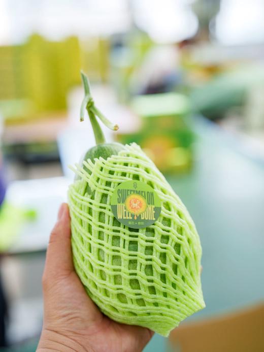 【绿美人香瓜】17°+自然甜，果肉透亮如冰种翡翠，入口化水无渣感-CC 商品图7