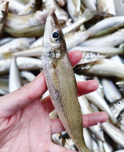 沙丁鱼 野生捕捞 新鲜发货 肉质细腻 油炸香煎 商品图3