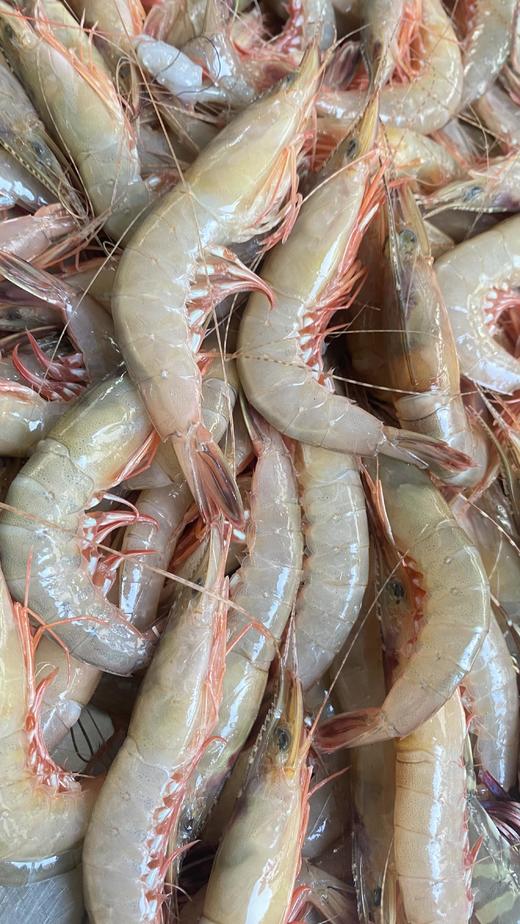 xm断货好几个月，今天新鲜刚上岸！！！天然剑虾，虾壳更薄，虾肉更紧实，风味物质更浓郁，是追求食材本味的您不可错过的选择！顺丰活冻送货到家~ 商品图1