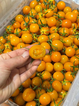 香芒皇后黄番茄（散称19.8/斤 称重补差）