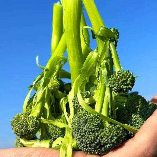 『福建甜杆芦笋西蓝薹』长杆西兰花，清新甜嫩，鲜脆爽口，顶冠和茎秆都可以食用 商品图1