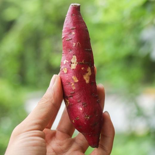 【斌哥优选】天目山小香薯。口感软糯丝滑，让吃粗粮变成一种享受。宝宝超爱。通过113项无农残检测。 商品图2