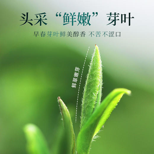【2026年新茶预售】茶马世家丨信阳毛尖 河南名优绿茶 特级 意境 礼盒装 250g，新茶预计4月10日发货 商品图10