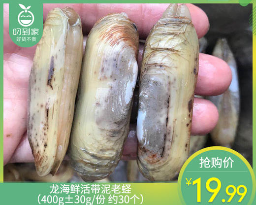 龙海鲜活带泥老蛏（400g±30g/份 约30个） 商品图0
