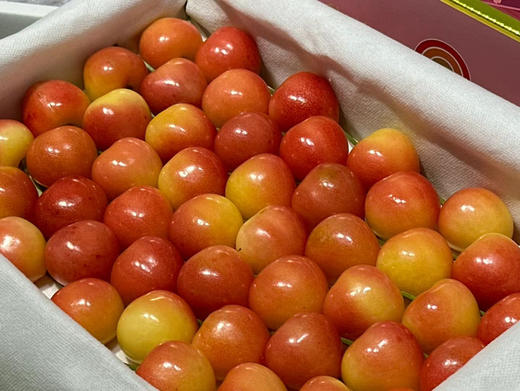 丸淇老品牌·大连晚熟金樱桃🍒Dalian Gold Cherries
分量更足，果型饱满
颜色、新鲜度、硬度全拉满
颗颗无瑕疵，颜值与口感双在线 商品图6