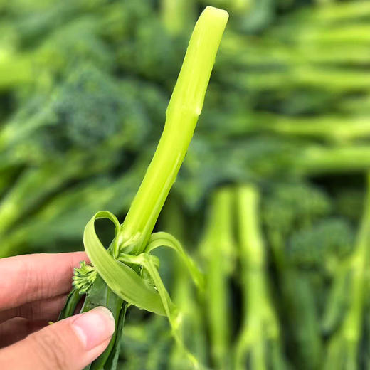 『福建甜杆芦笋西蓝薹』长杆西兰花，清新甜嫩，鲜脆爽口，顶冠和茎秆都可以食用 商品图14