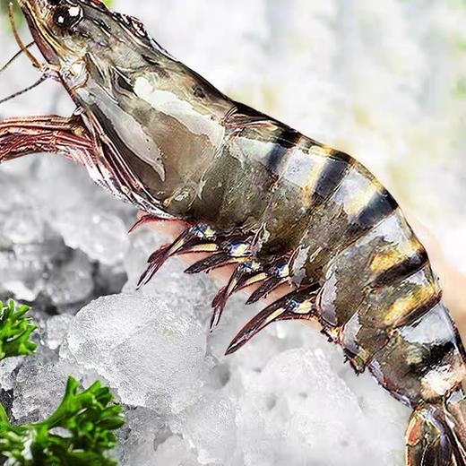 【比手掌还大的黑虎虾】超大黑虎虾/黑虎虾王 净重2.8斤装 商品图0