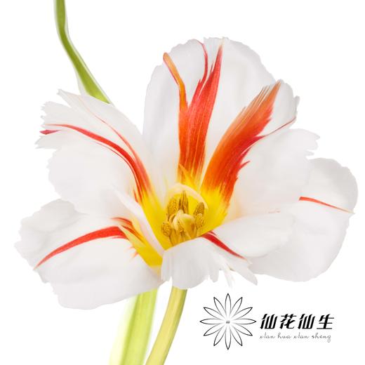 国产郁金香 | 幸福一代 商品图2