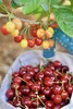 【攀枝花·玛瑙红小樱桃】果子硬度好、颜色深红、口感香甜、果味浓郁-CC 商品缩略图7
