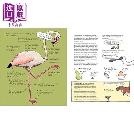 预售 【中商原版】鸟类大全 鸟类调查员手册 Omnibird An Avian Investigators Handbook 英文原版 Giselle Clarkson 百科 商品图2