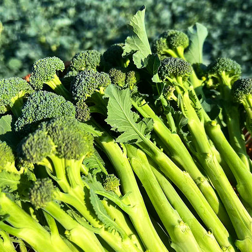 『福建甜杆芦笋西蓝薹』长杆西兰花，清新甜嫩，鲜脆爽口，顶冠和茎秆都可以食用 商品图14