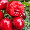 大连美早大樱桃（现摘现发，下单72小时发货）下单后采摘，如遇大雨极端天气顺延 商品缩略图4