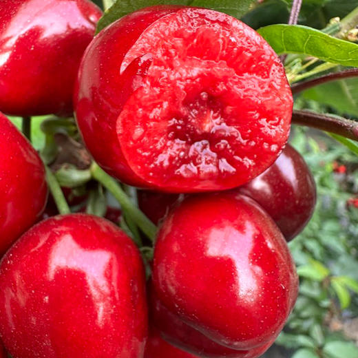 大连美早大樱桃（现摘现发，下单72小时发货）下单后采摘，如遇大雨极端天气顺延 商品图4