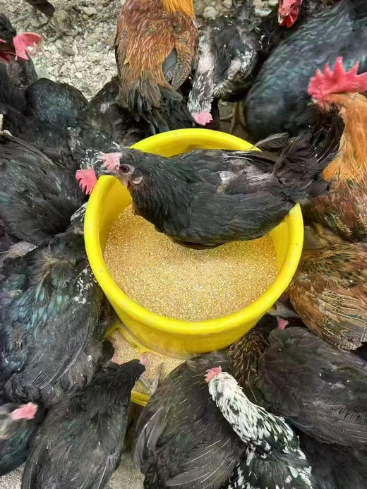 梁佬二柴鸡蛋，央视上榜品牌｜山林散养柴鸡蛋
天然散养、食谷饮泉、无抗生素，蛋清浓稠、蛋黄沙香，营养又安心！5斤/箱 商品图3