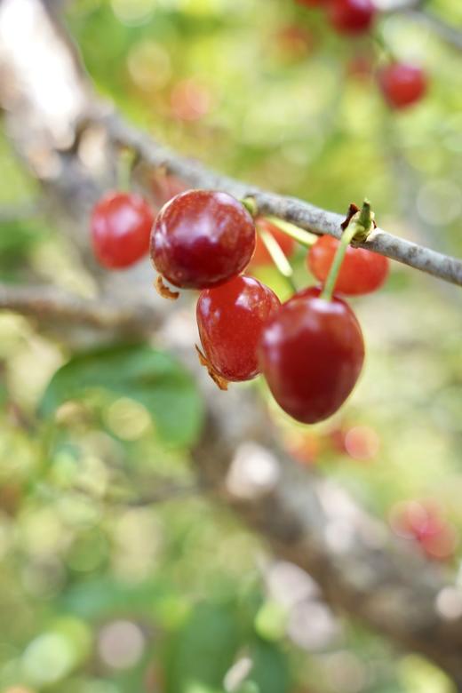 【攀枝花·玛瑙红小樱桃】果子硬度好、颜色深红、口感香甜、果味浓郁-CC 商品图6