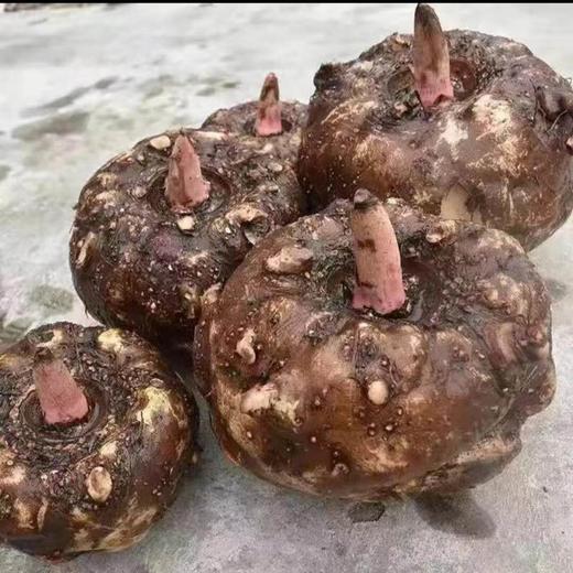 新化特产草碱魔芋豆腐新鲜香辣魔芋干素毛肚湖南农家纯手工魔芋块 商品图2