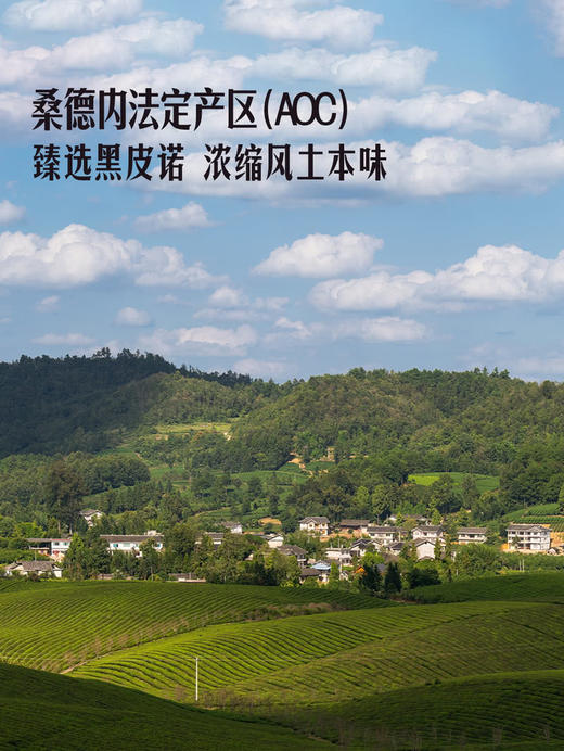 MM 山姆 勃艮第 法国进口 桑德内黑皮诺红葡萄酒 750ml 商品图3