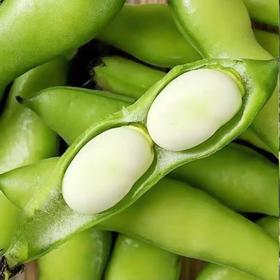 新鲜现摘蚕豆带壳