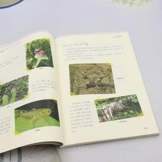 祁连山国家公园候选区（青海）自然教育读物（8~9岁适用） &2026 商品图4