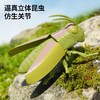 【7个会爬行的立体昆虫 有夜光】百乐森立体昆虫发条玩具 儿童益智爬行仿真动物虫子模型礼盒 赠7张认知卡+礼盒套装 商品缩略图5